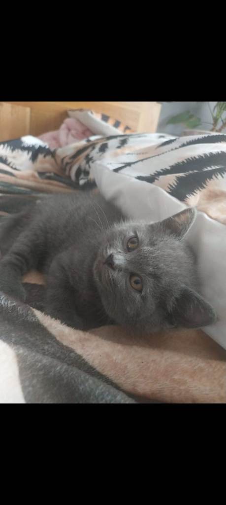 female kitten