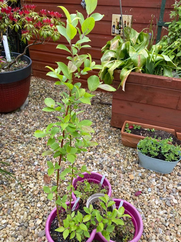Free - willow tree sapling
