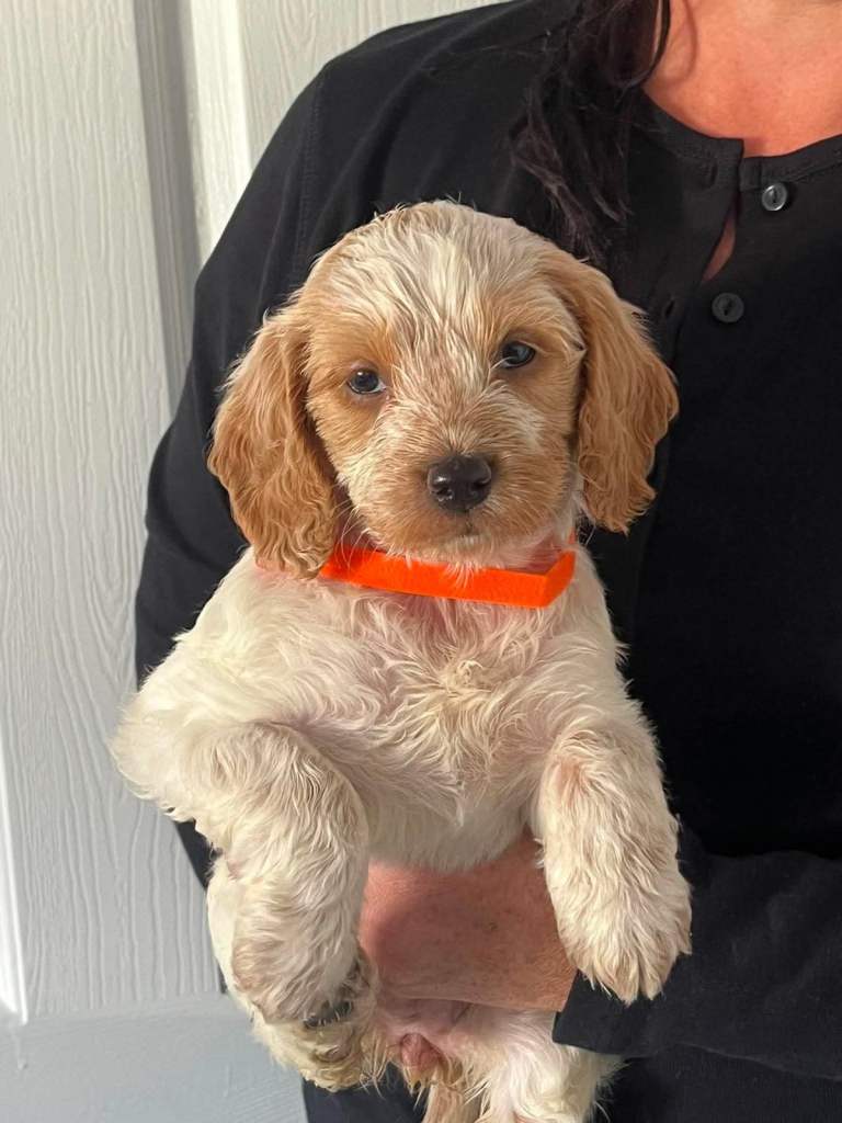 Home Reared Stunning Cockapoo Puppies 