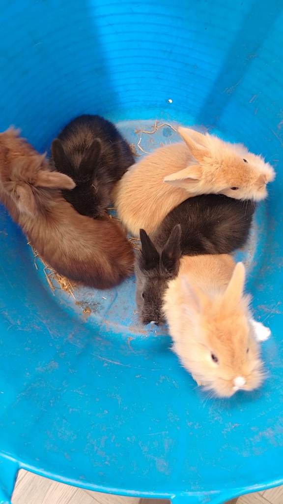 Baby rabbits 