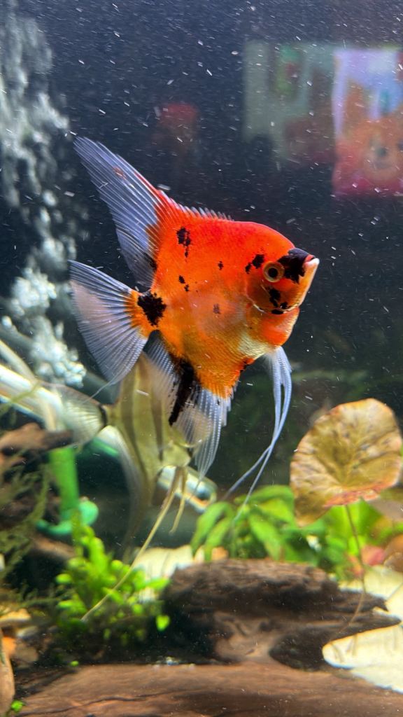 Tropical fish updated more fish