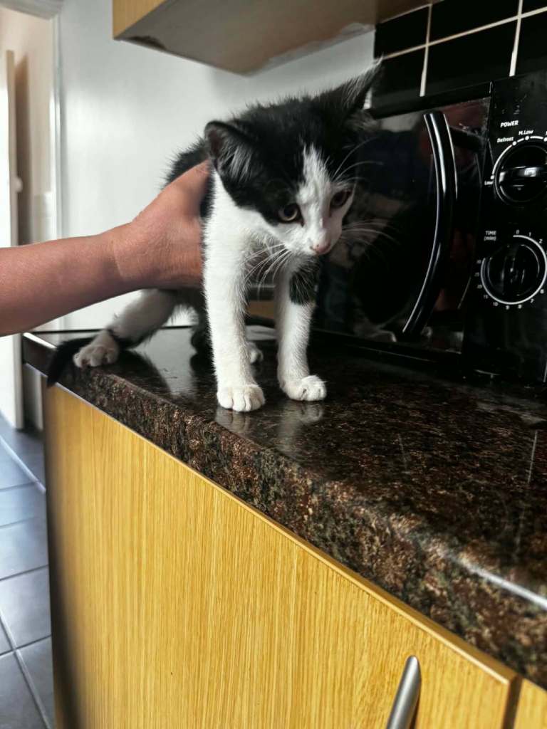 Liitle kitten for sale 