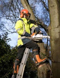TREE SURGERY TREE CUTING & GARDEN CLEARANCE &JUNGLE GRENN REMO