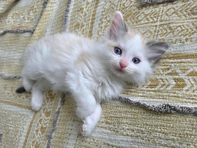 Ragdoll X Kittens looking forever home