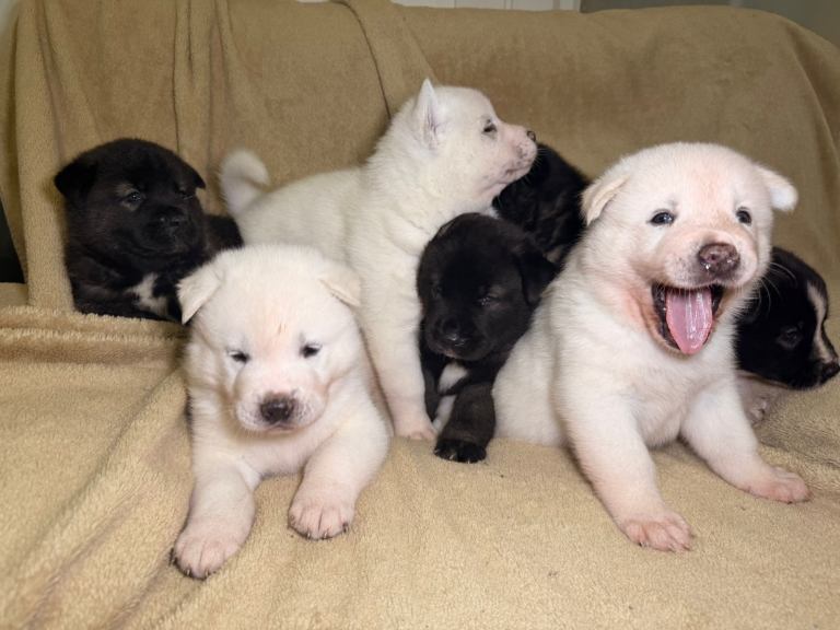 American Akita Puppies for Sale