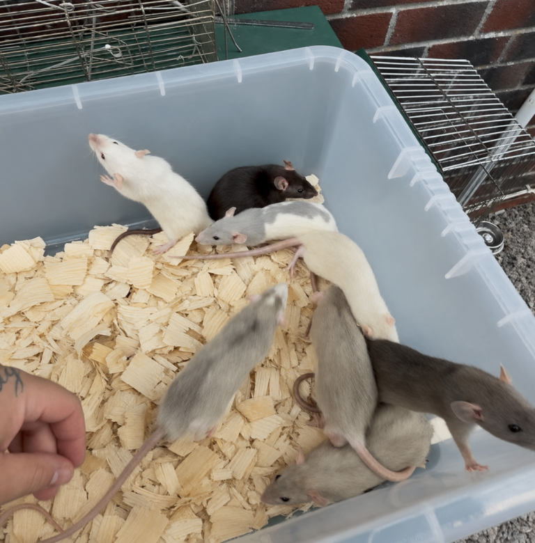 Dumbo rats 