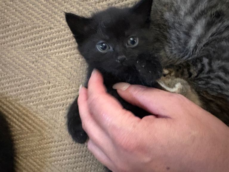 2 kittens left 