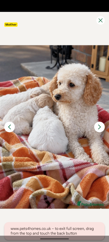 • MALTIPOO PUPPIES•