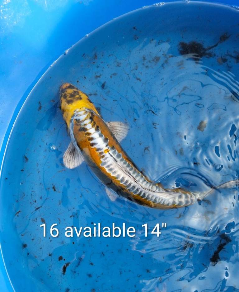 Koi carp, 10 for £40, over 400 available larger koi 100 available up to 18inch no delivery 