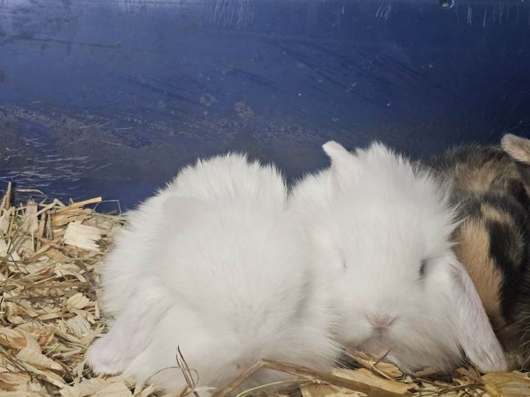 Mini lion lop x french continental 