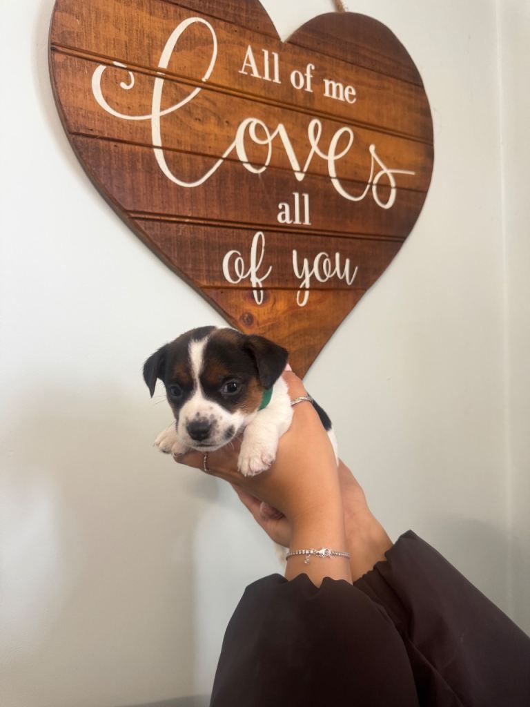 Vaccinated Jack Russell puppies ONLY ONE LEFT