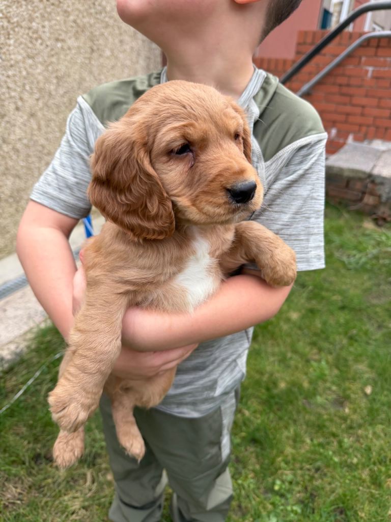 Cocker spaniel puppies 