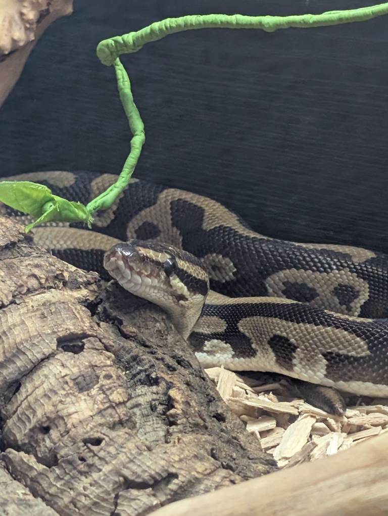 3 year old lepoard ball python 