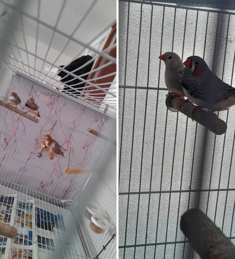 Zebra finches 3 pairs