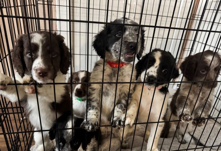 🐾 Adorable Cocker Spaniel x Collie Puppies Looking for Loving Homes! 🐾