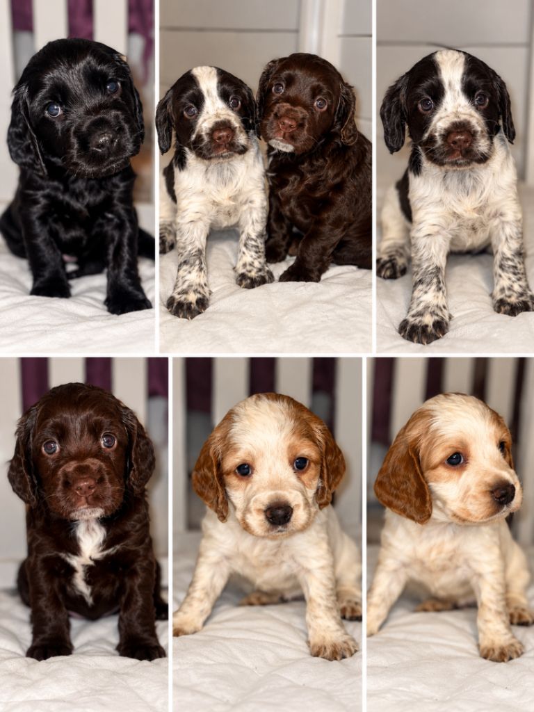 🐾COCKER SPANIEL PUPPIES FOR SALE🐾