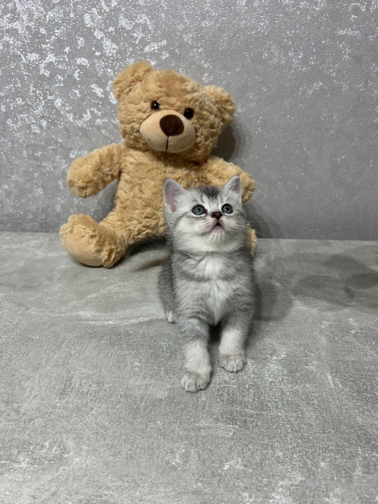 British Shorthair Silver Tabby Kittens – £700