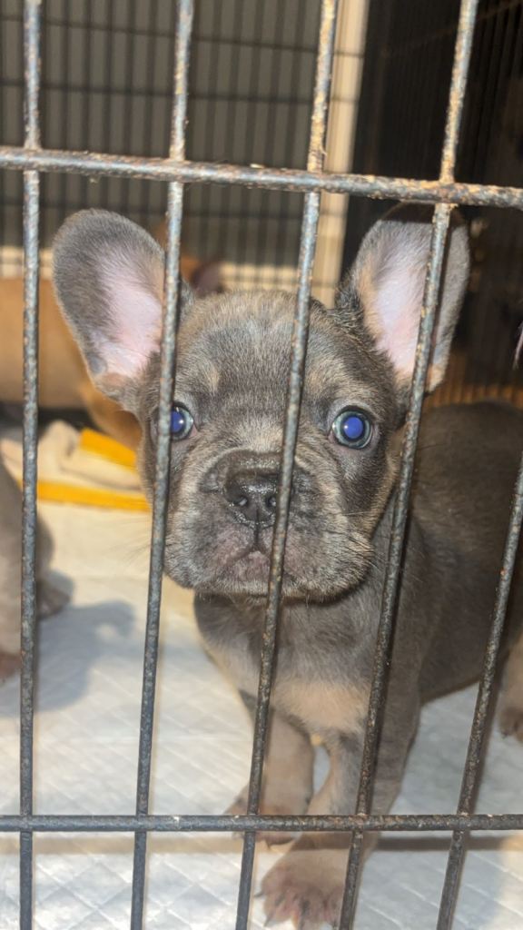 image for French bulldog pups ready to leave now 