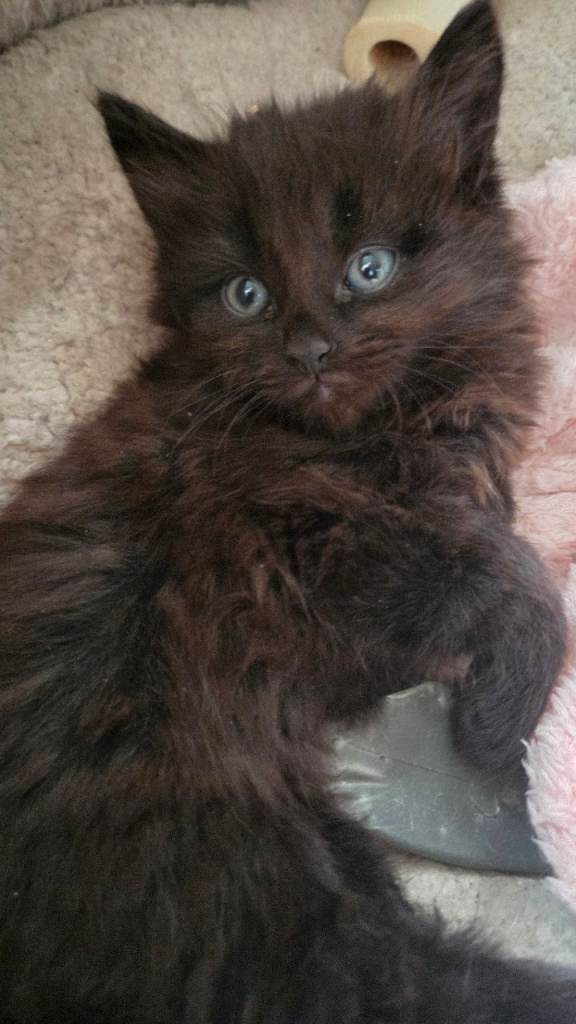 Maine coon cross x 3. 1 BOY RESERVED