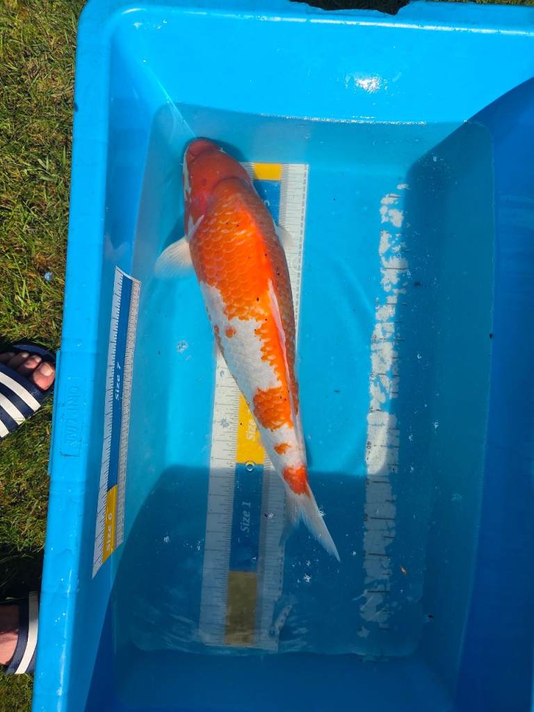 Koi Japanese Kohaku 56cm 22 inch