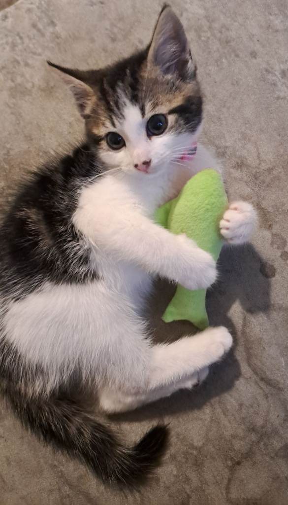 Kitten female 10weeks old