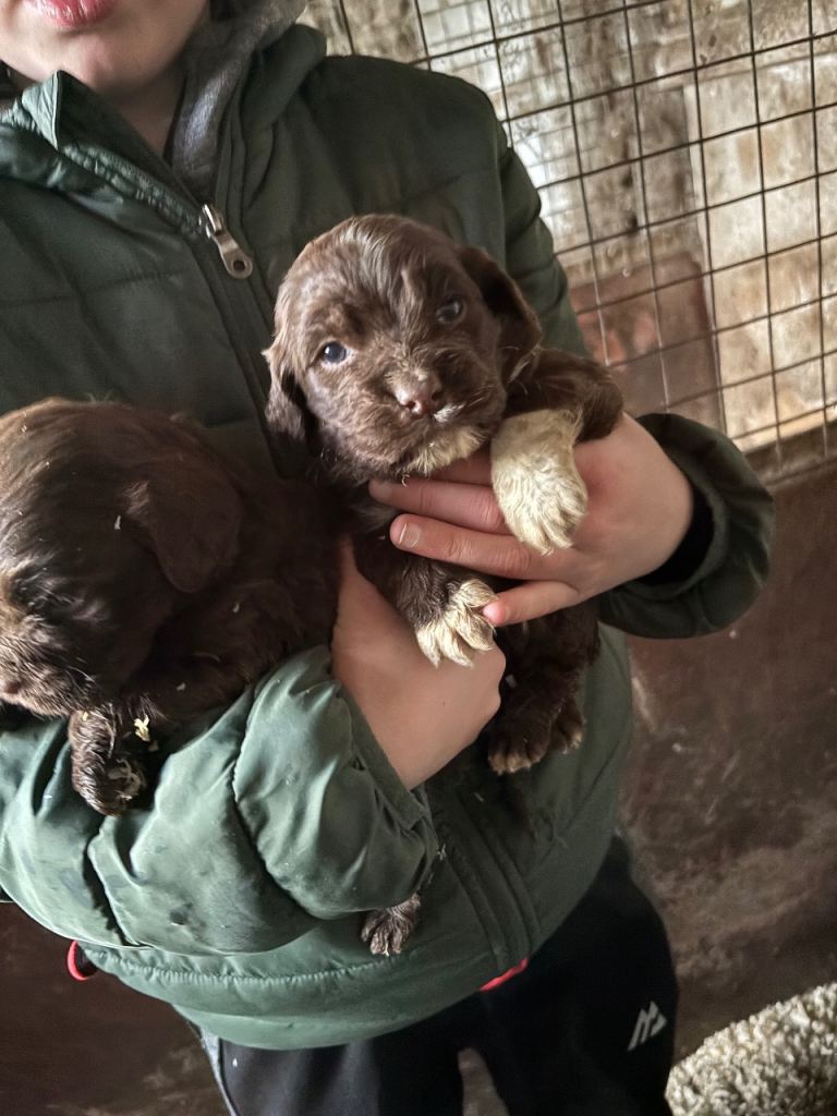 Cocker spaniel pups 