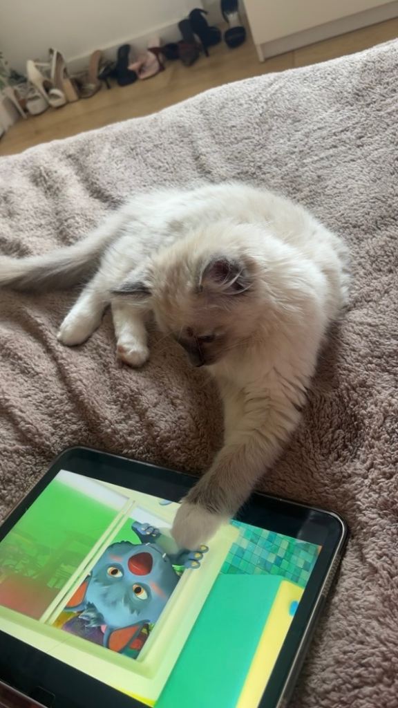 Kitten 