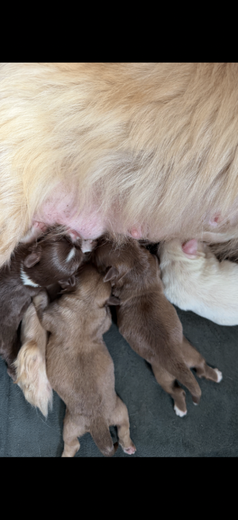 Pekingese pups 