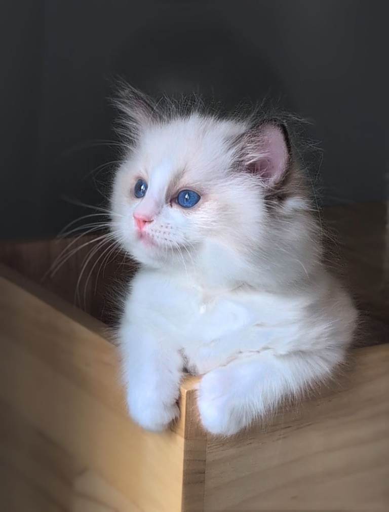 Tica registered Bicolor ragdolls from Imperial grand champion lines