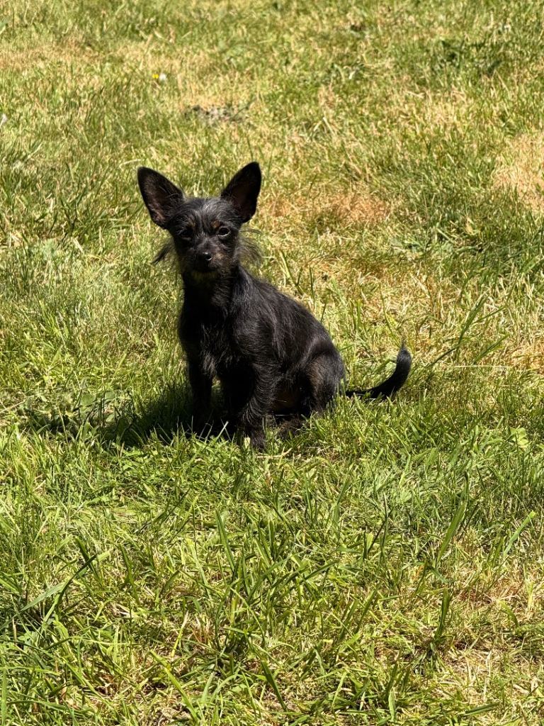 8 month old Chipoo for sale female 