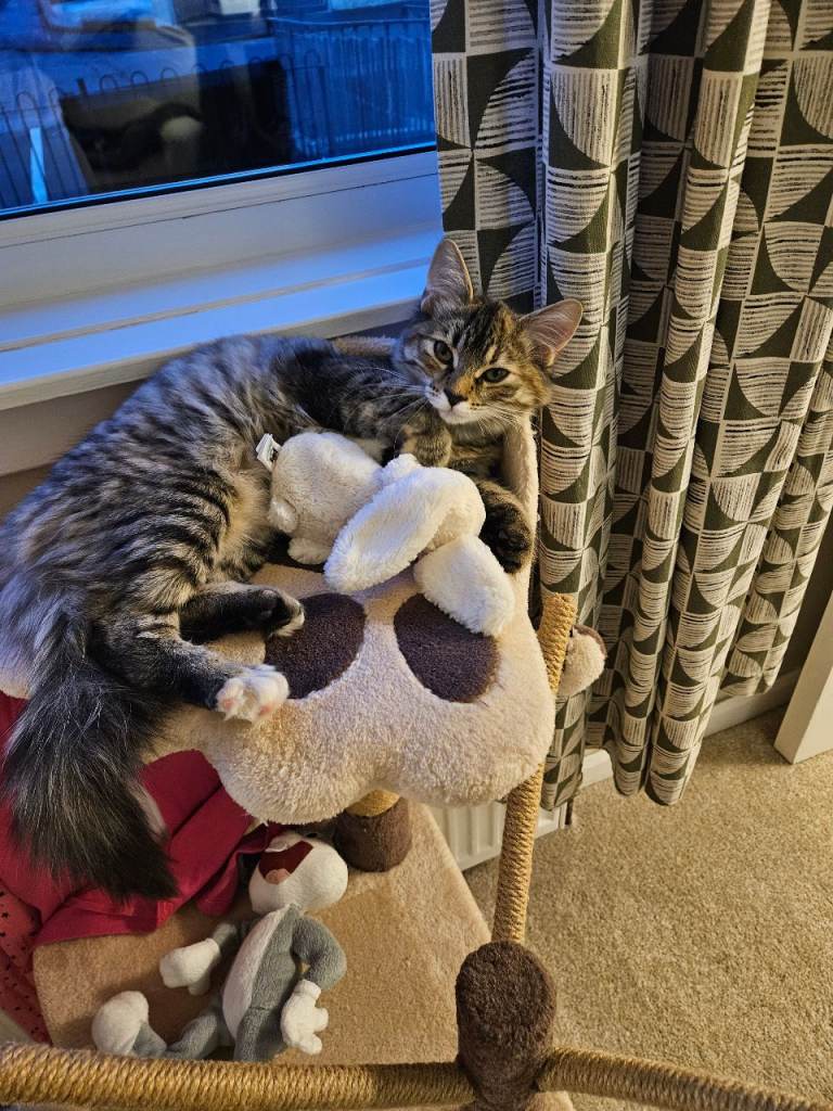 Long haired tabby girl