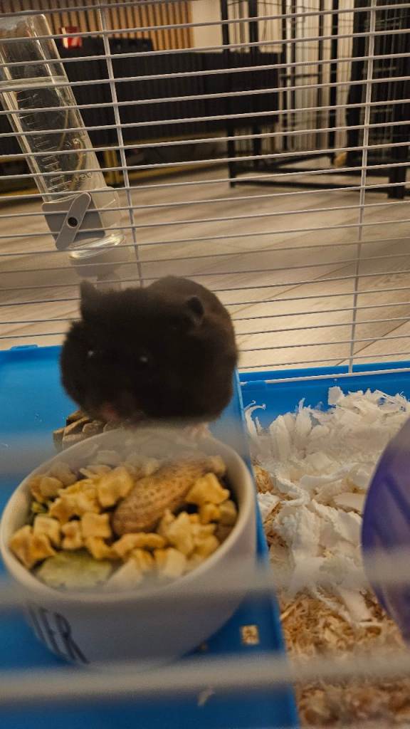 7 month old black hamster with new cage