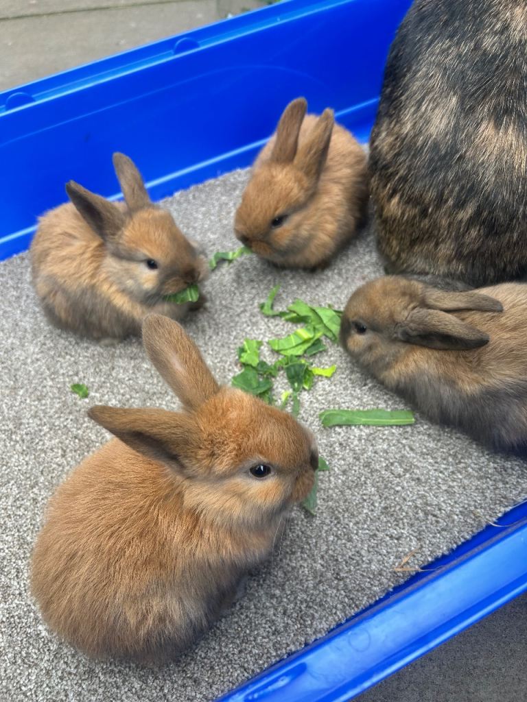 BEAUTIFUL MINI LOPS  READY 22nd NOVEMBER 