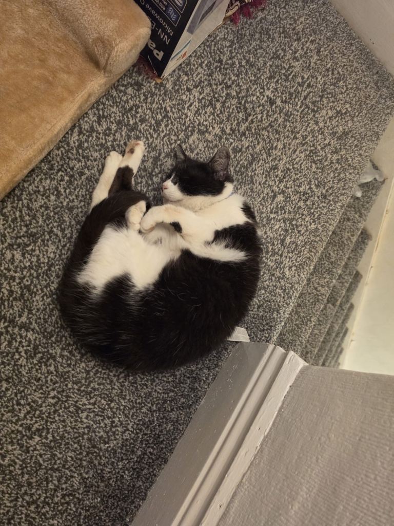 Lovely cat for sale 