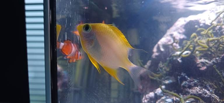 Marine Fish (2 Clownfish, 1 Damsel)