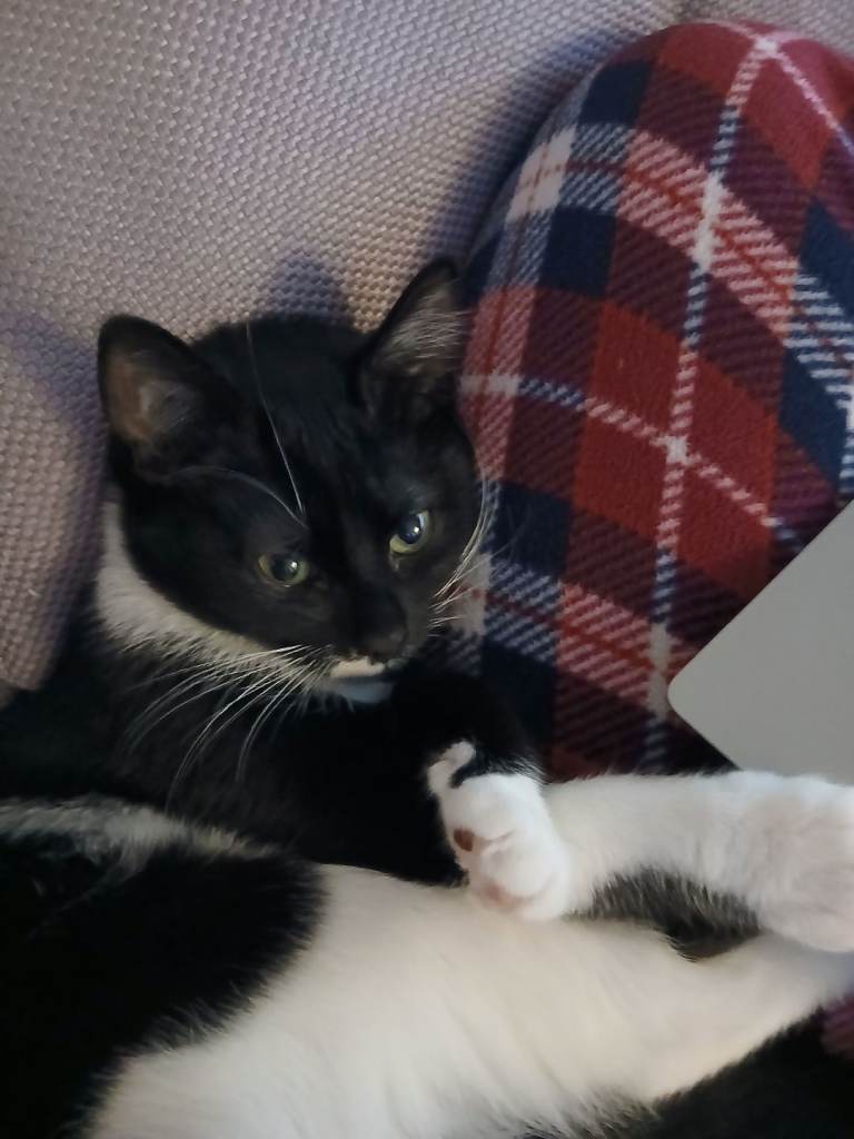 Lottie looking for a new home