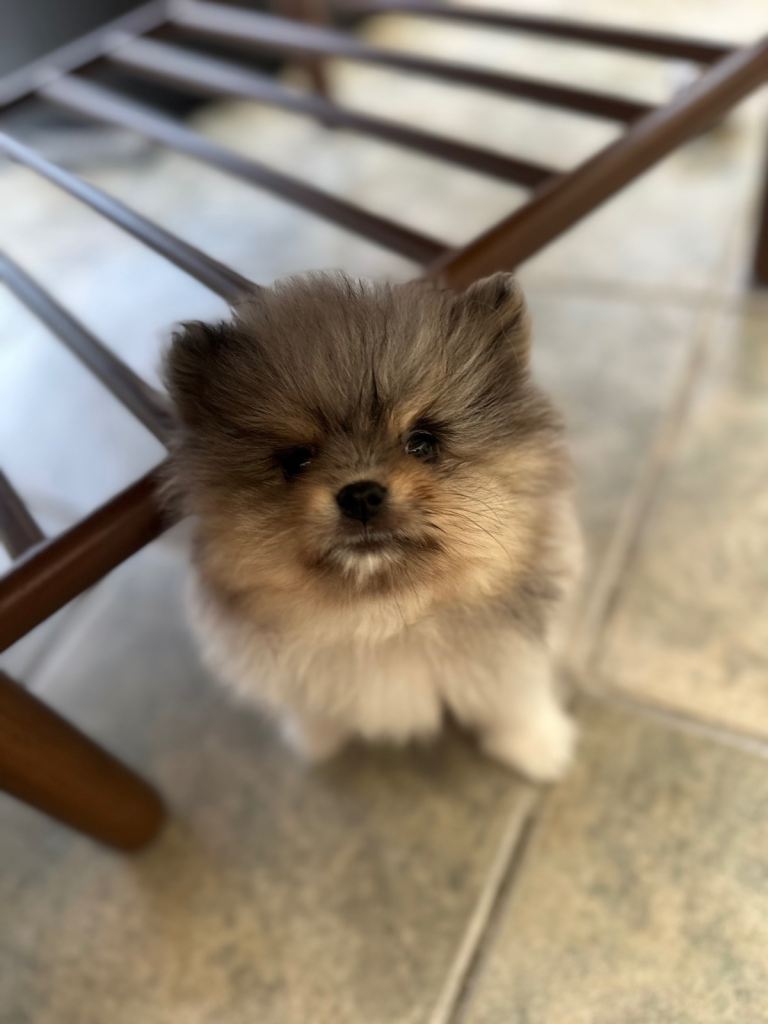Teddy Pomeranian puppies