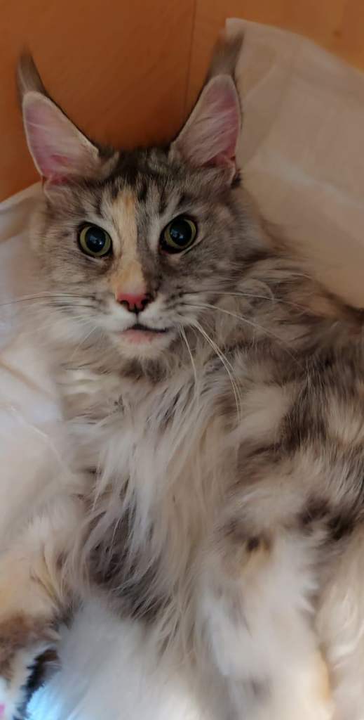 TICA registered active female.