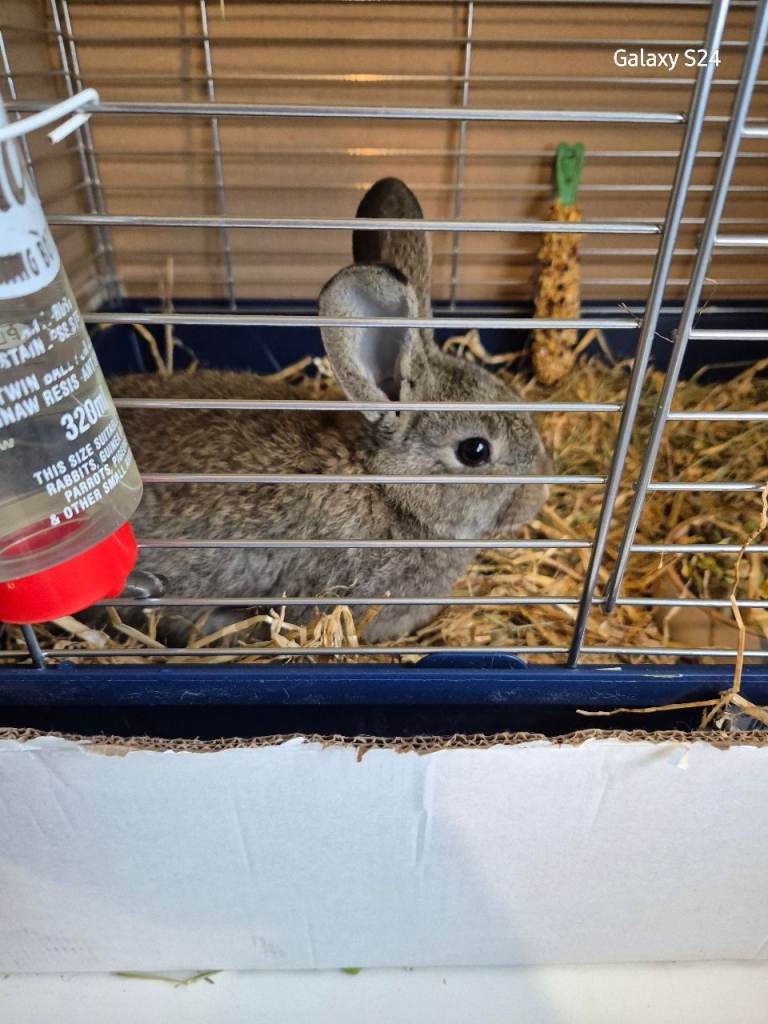 Male rabbit, and housing