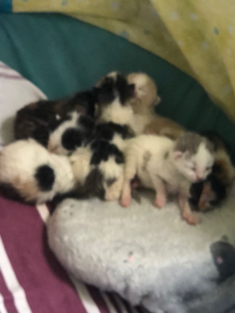 Kitten 