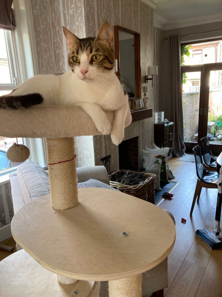 Cat for rehoming