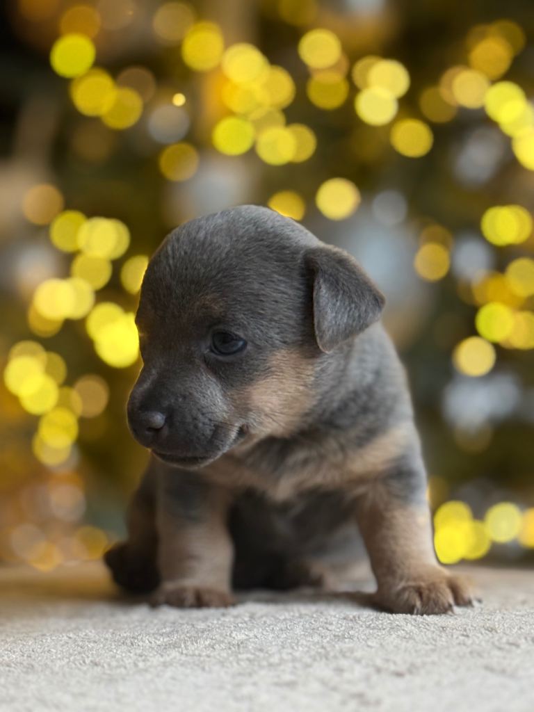 ✨ Exceptional Miniature Jack Russell Puppies ✨