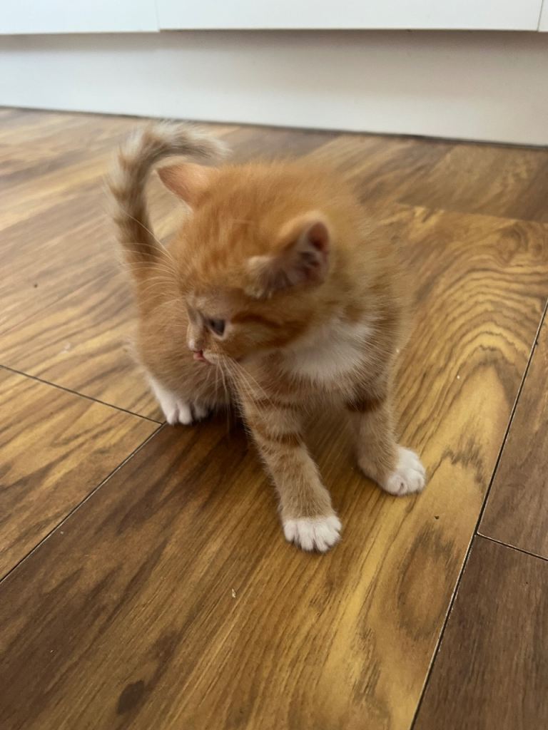 3 beautiful kittens for sale