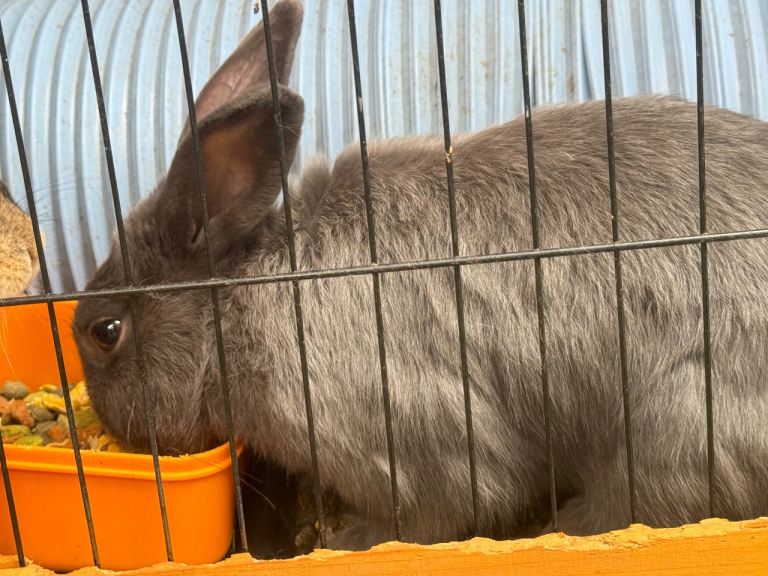 Adorable Bonded Pair of Adult Rabbits – Friendly & Healthy
