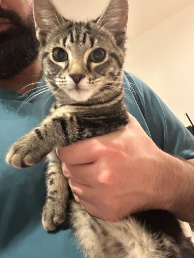 Tabby kitten for sale