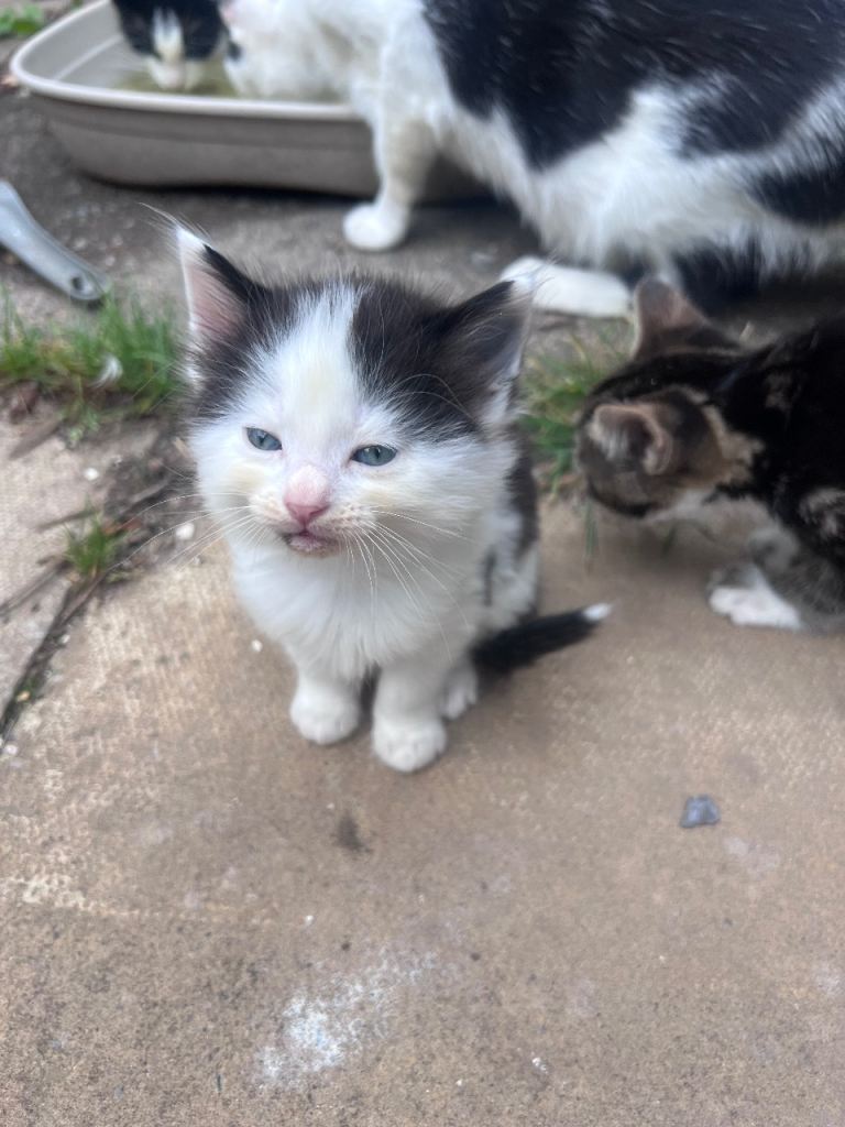 Kittens 