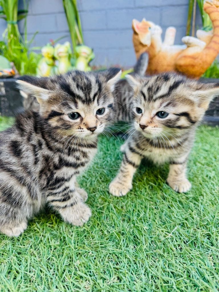 Adorable kittens looking for their forever homes❤️