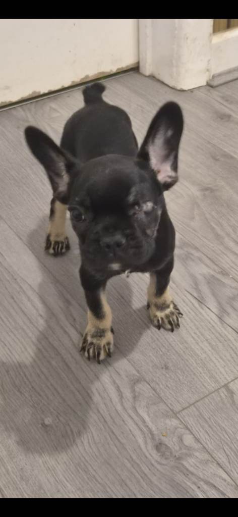 French bulldog puppies