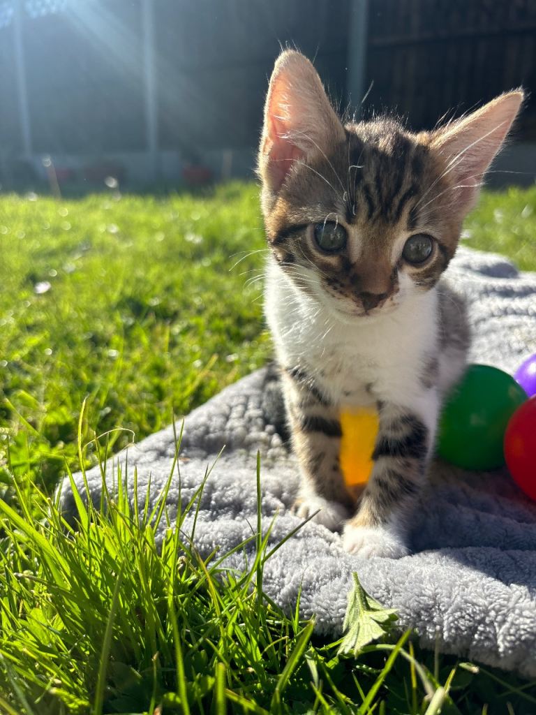 Half bengal kittens for sale