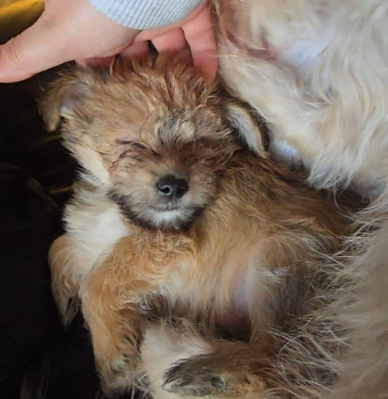 Yorkshire Terrier Puppies